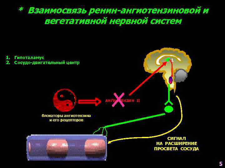 Сигналы рецепторов. Гипоталамус центры ВНС. Сигналы от каких рецепторов обрабатывает гипоталамус. Сигнал в гипоталамусе. Ренин гипоталамус.