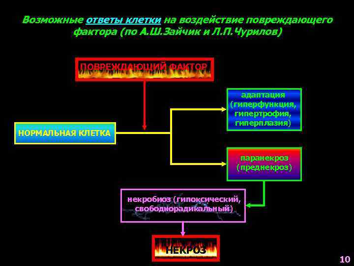 Возможные ответы клетки на воздействие повреждающего фактора (по А. Ш. Зайчик и Л. П.