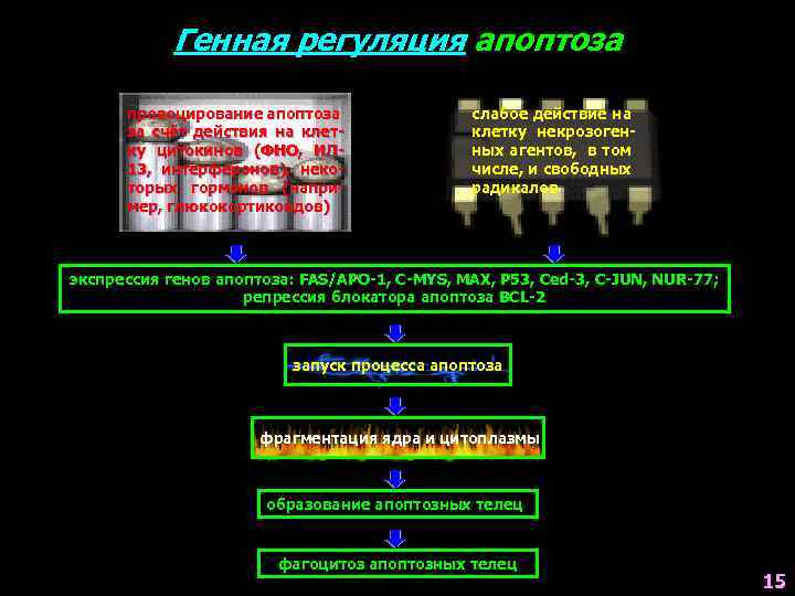 Генная регуляция апоптоза провоцирование апоптоза за счёт действия на клетку цитокинов (ФНО, ИЛ 13,