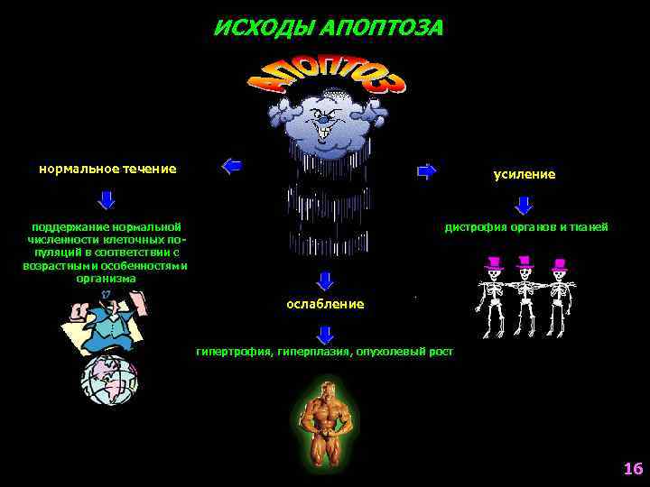 ИСХОДЫ АПОПТОЗА нормальное течение усиление поддержание нормальной численности клеточных популяций в соответствии с возрастными
