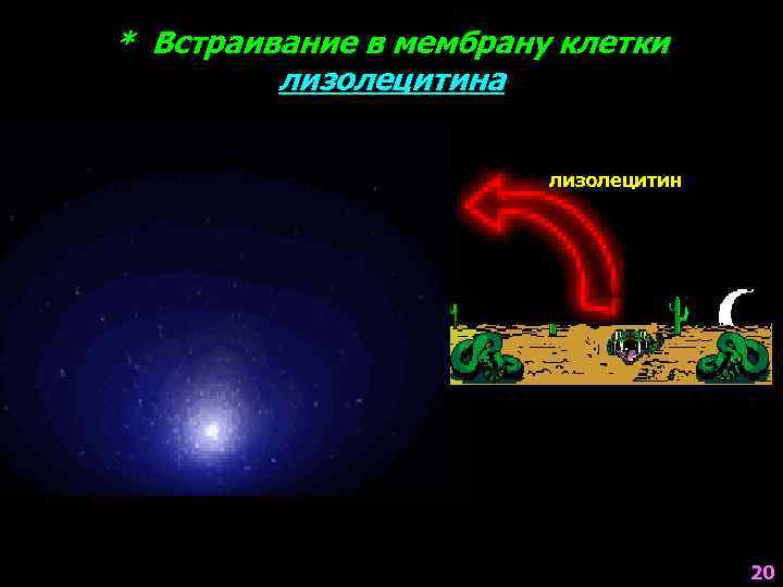 * Встраивание в мембрану клетки лизолецитина лизолецитин 20 