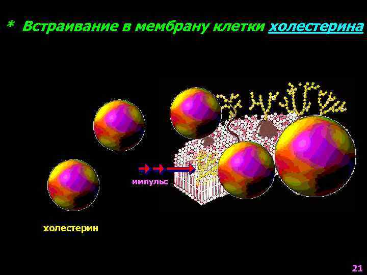 * Встраивание в мембрану клетки холестерина импульс холестерин 21 