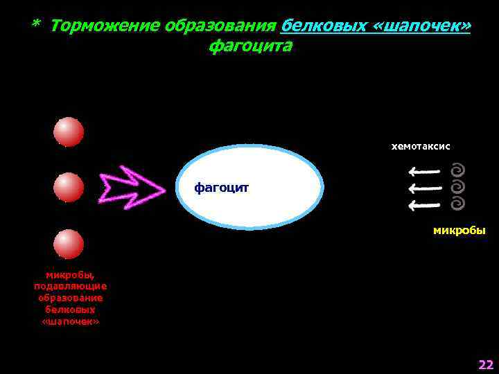 * Торможение образования белковых «шапочек» фагоцита образование белковых «шапочек» хемотаксис фагоцит микробы, подавляющие образование