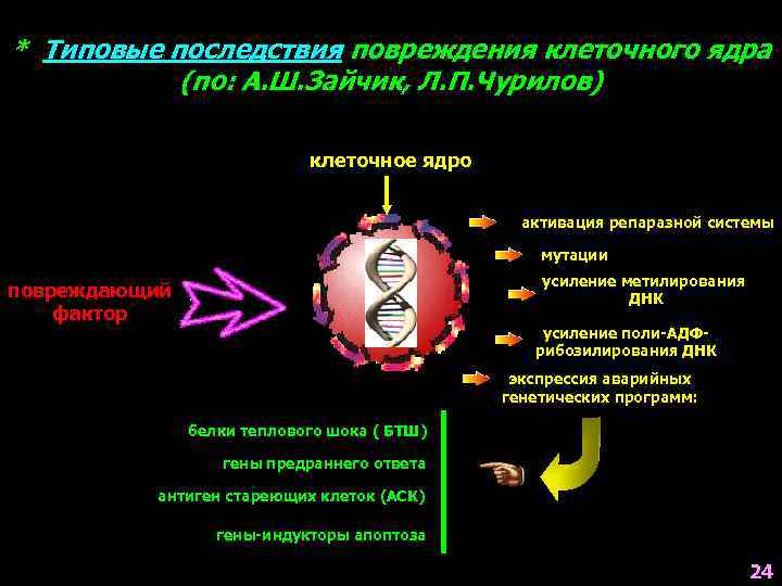 * Типовые последствия повреждения клеточного ядра (по: А. Ш. Зайчик, Л. П. Чурилов) клеточное