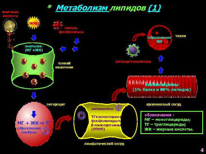 * Метаболизм липидов (1) желчные кислоты жир липаза, фосфолипаза образование ЖК ткани эмульсия: (МГ