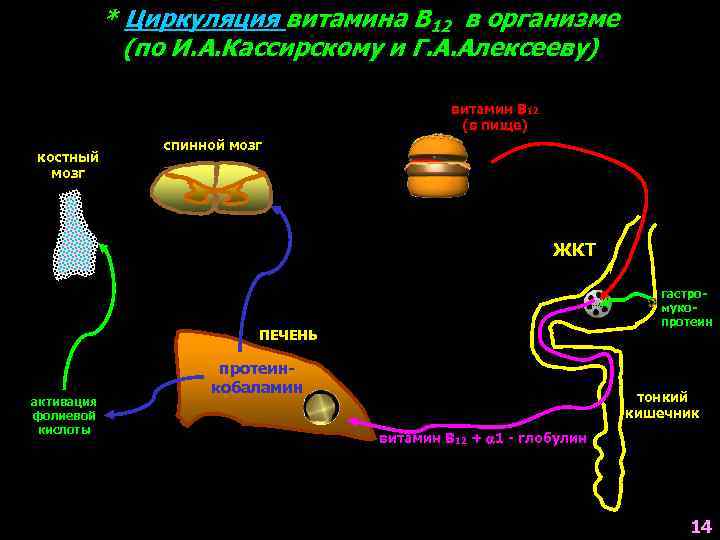 * Циркуляция витамина В 12 в организме (по И. А. Кассирскому и Г. А.