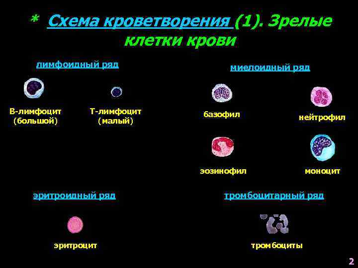 * Схема кроветворения (1). Зрелые клетки крови лимфоидный ряд В-лимфоцит (большой) Т-лимфоцит (малый) миелоидный