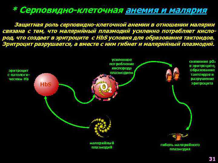 * Серповидно-клеточная анемия и малярия Защитная роль серповидно-клеточной анемии в отношении малярии связана с
