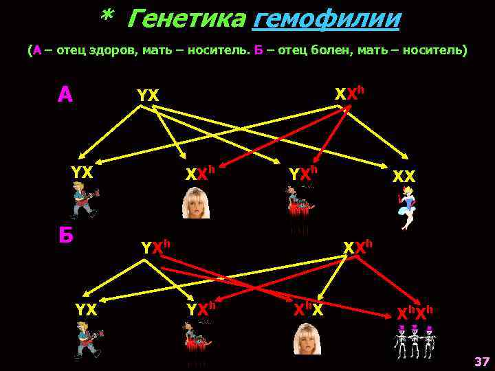 * Генетика гемофилии (А – отец здоров, мать – носитель. Б – отец болен,