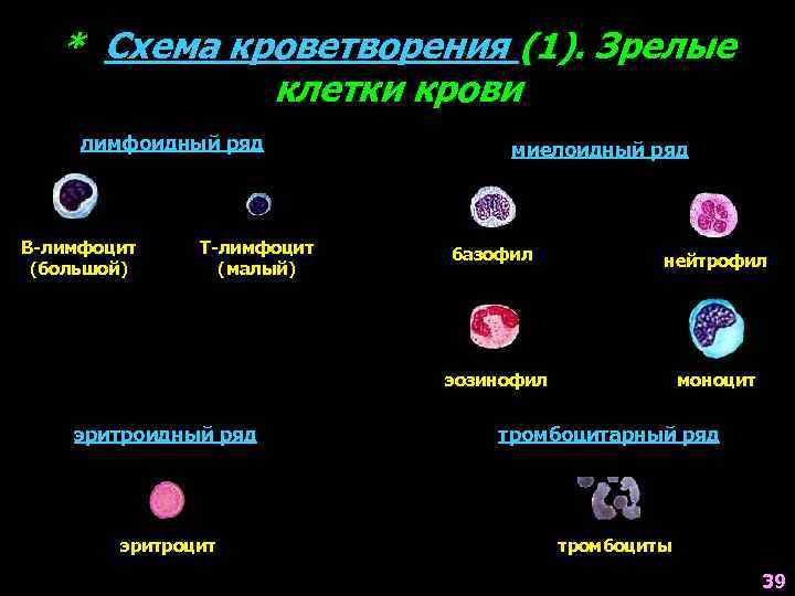 * Схема кроветворения (1). Зрелые клетки крови лимфоидный ряд В-лимфоцит (большой) Т-лимфоцит (малый) миелоидный