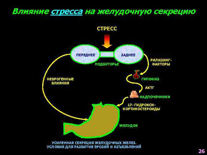 Влияние стресса на желудочную секрецию СТРЕСС ПЕРЕДНЕЕ ЗАДНЕЕ РИЛИЗИНГФАКТОРЫ ПОДБУГОРЬЕ НЕВРОГЕННЫЕ ВЛИЯНИЯ ГИПОФИЗ АКТГ