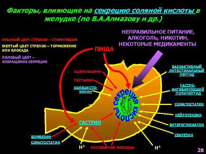 Схема образования соляной кислоты в желудке