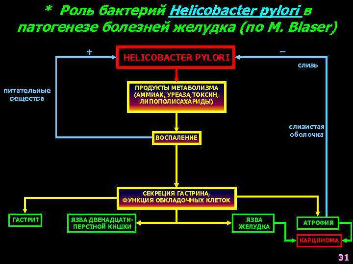 * Роль бактерий Helicobacter pylori в патогенезе болезней желудка (по M. Blaser) + –