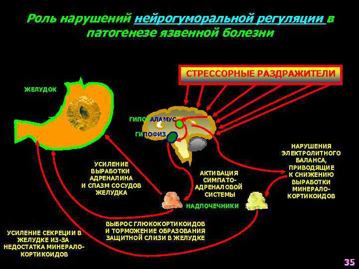 Симпатоадреналовая система схема