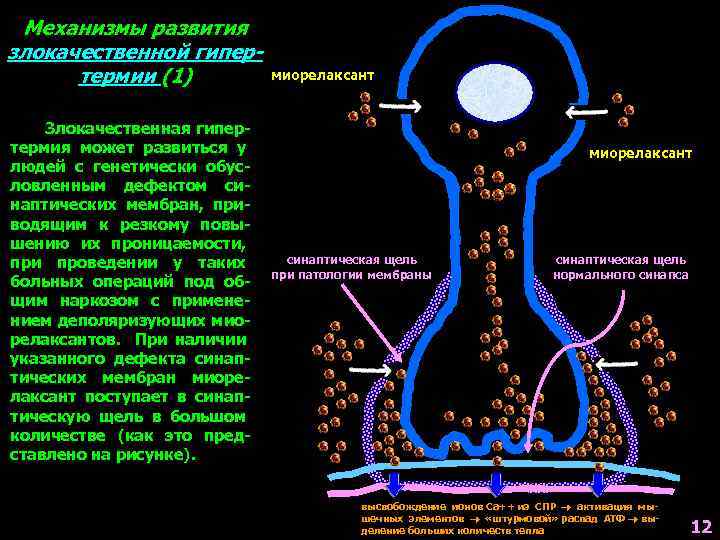 Механизмы развития злокачественной гипертермии (1) Злокачественная гипертермия может развиться у людей с генетически обусловленным