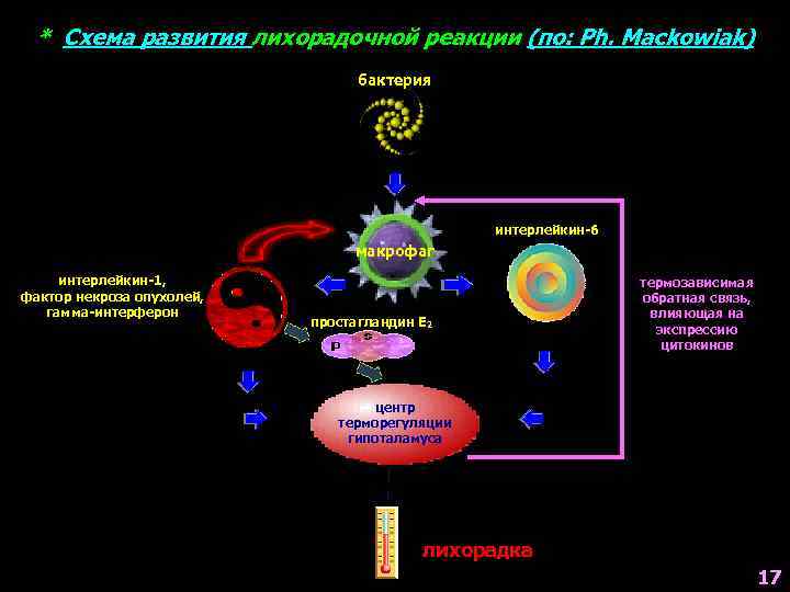 * Схема развития лихорадочной реакции (по: Ph. Mackowiak) бактерия интерлейкин-6 макрофаг интерлейкин-1, фактор некроза