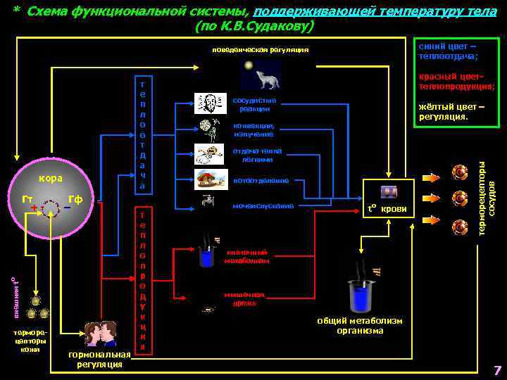 * Схема функциональной системы, поддерживающей температуру тела (по К. В. Судакову) синий цвет –