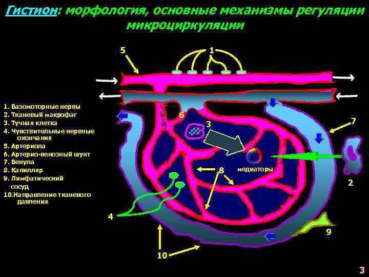 Гистион: морфология, основные механизмы регуляции микроциркуляции 5 1 1. Вазомоторные нервы 2. Тканевый макрофаг
