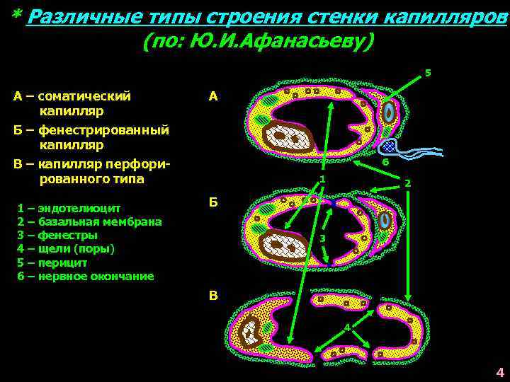 В составе стенки капилляра соматического типа определяются