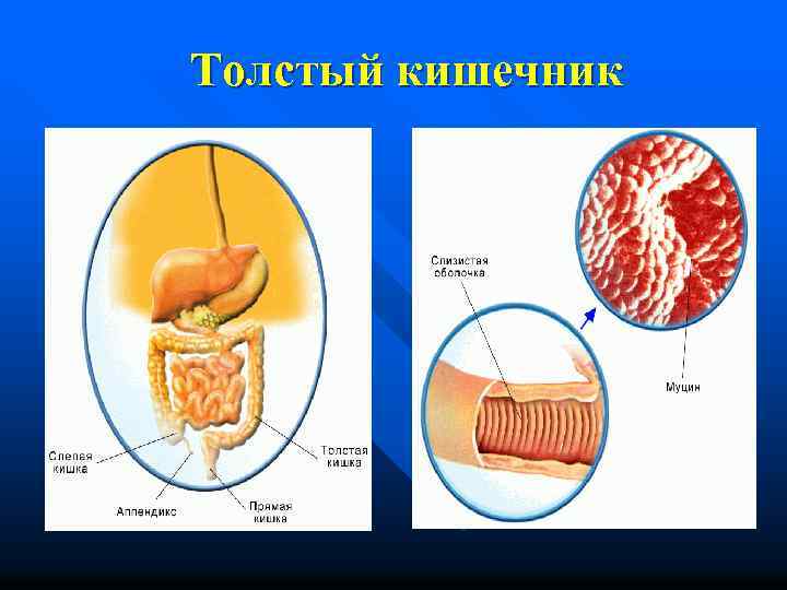 Толстый кишечник 