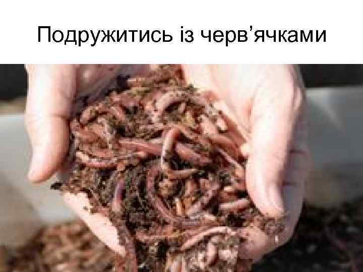 Подружитись із черв’ячками 
