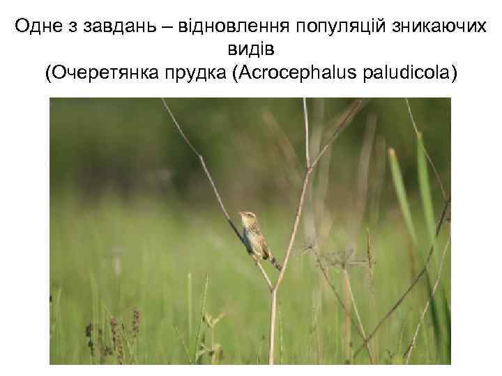 Одне з завдань – відновлення популяцій зникаючих видів (Очеретянка прудка (Acrocephalus paludicola) 