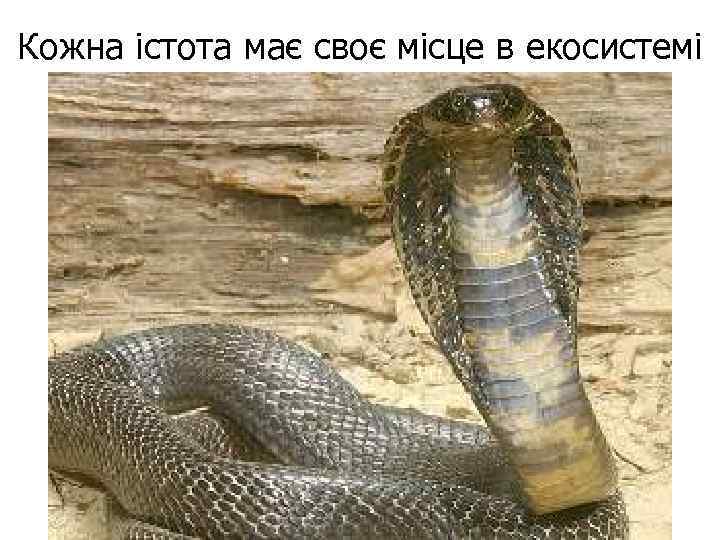 Кожна істота має своє місце в екосистемі 