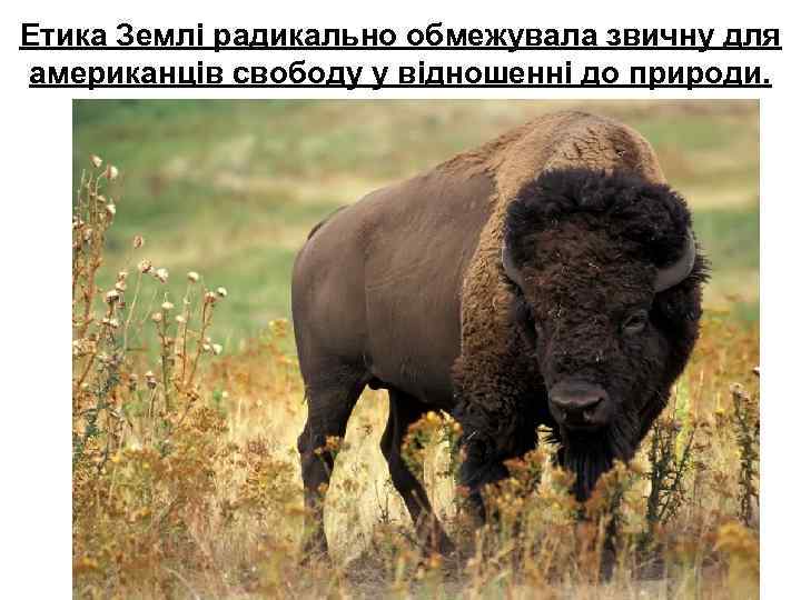 Етика Землі радикально обмежувала звичну для американців свободу у відношенні до природи. 