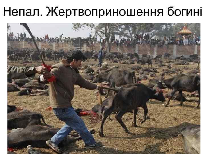 Непал. Жертвоприношення богині 