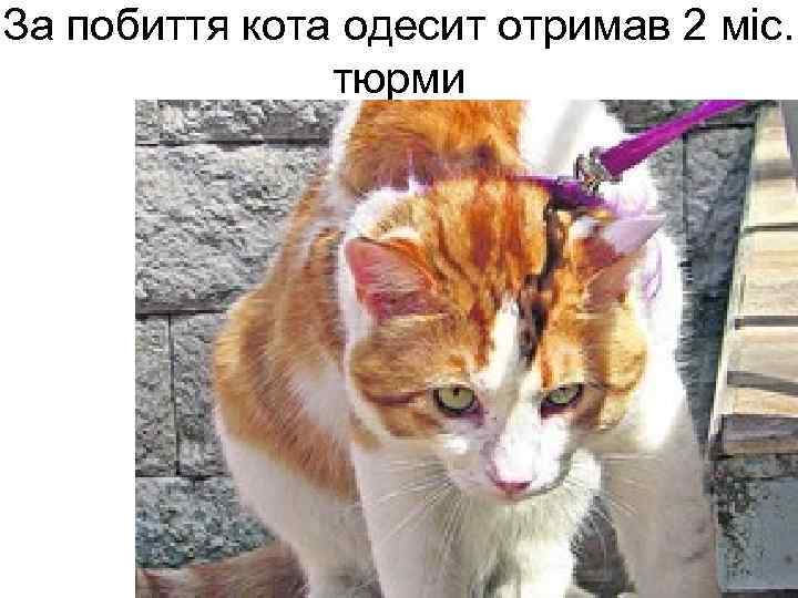 За побиття кота одесит отримав 2 міс. тюрми 