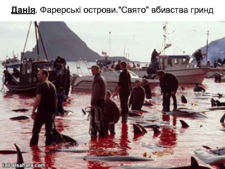 Данія. Фарерські острови. “Свято” вбивства гринд 