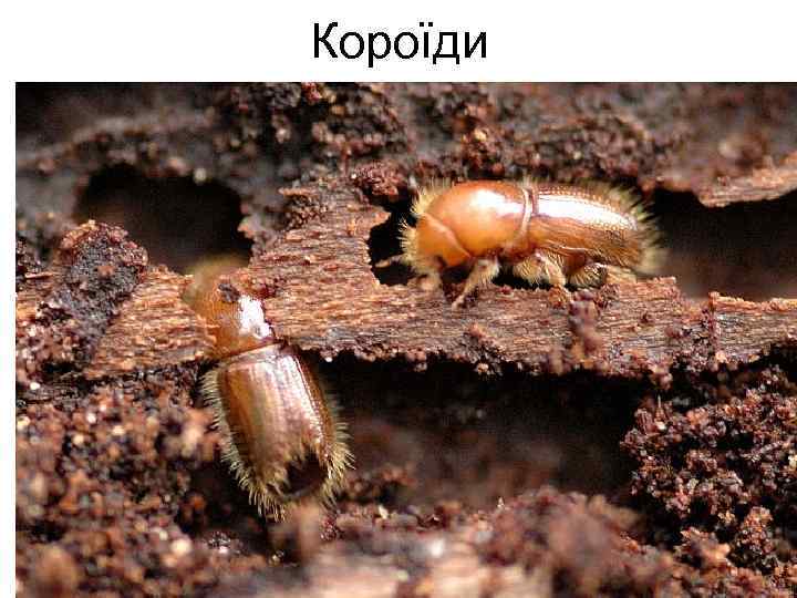 Короїди 
