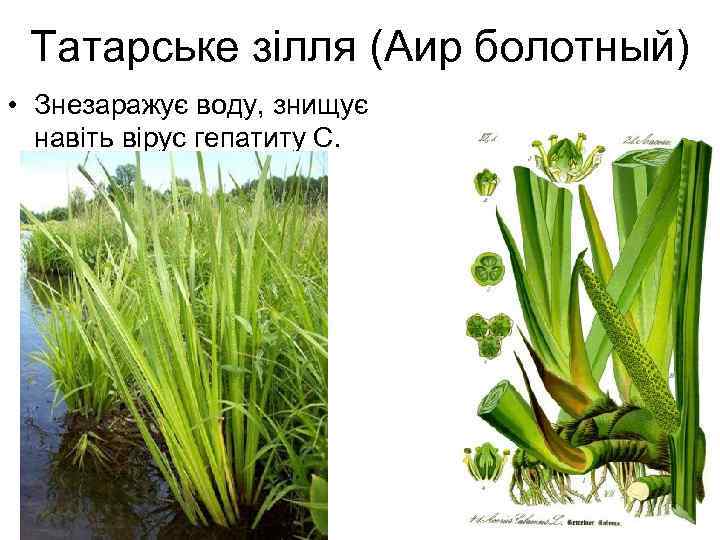 Татарське зілля (Аир болотный) • Знезаражує воду, знищує навіть вірус гепатиту С. 