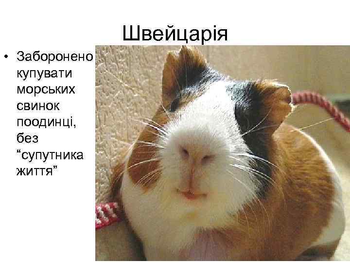 Швейцарія • Заборонено купувати морських свинок поодинці, без “супутника життя” 