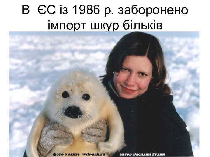 В ЄС із 1986 р. заборонено імпорт шкур більків 