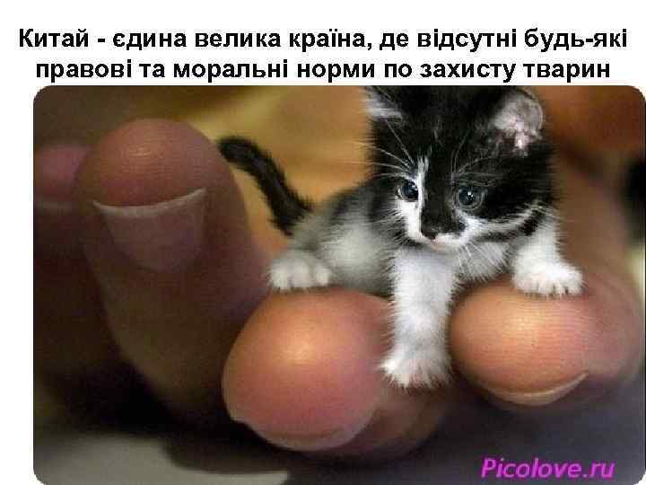 Китай - єдина велика країна, де відсутні будь-які правові та моральні норми по захисту