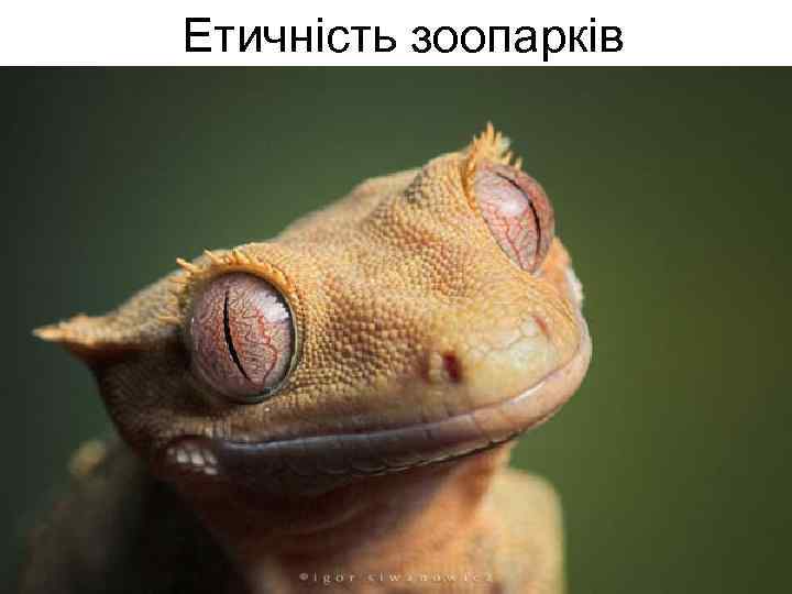 Етичність зоопарків 