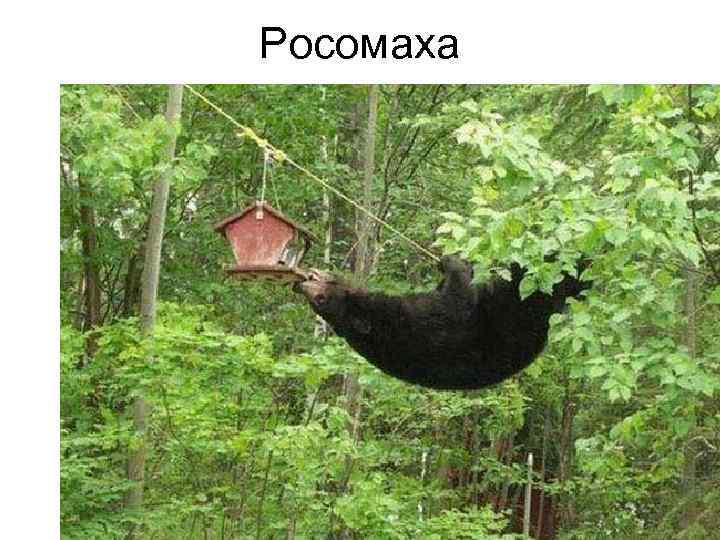 Росомаха 