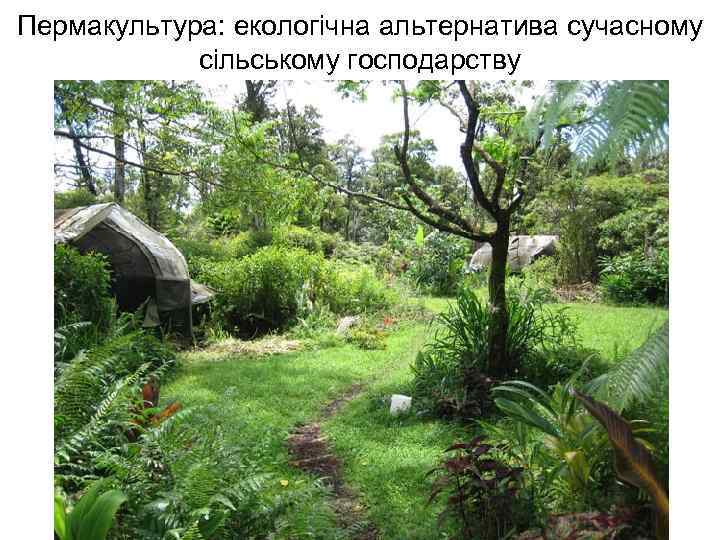Пермакультура: екологічна альтернатива сучасному сільському господарству 