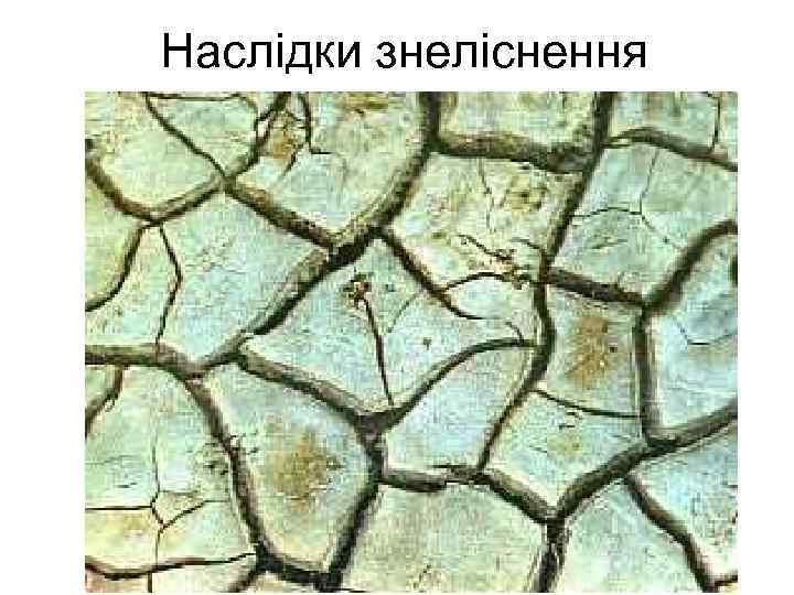 Наслідки знеліснення 