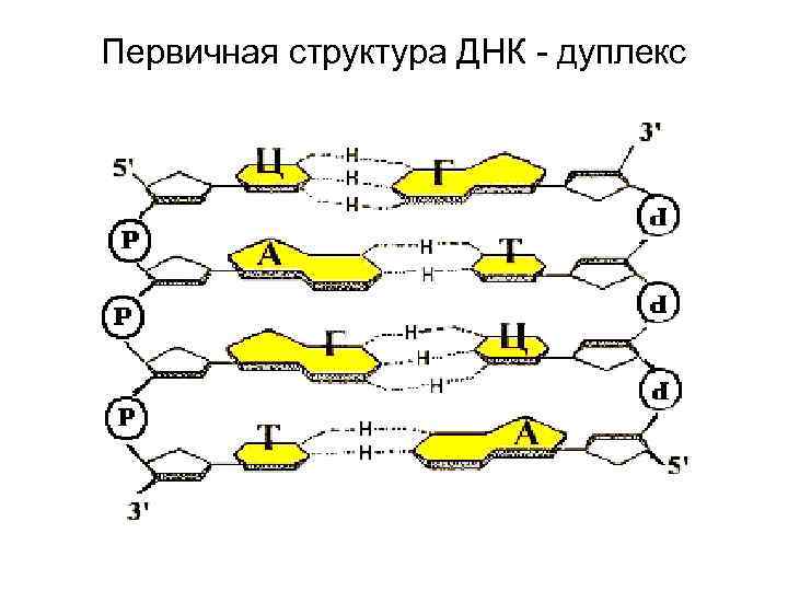 Первичная структура ДНК - дуплекс 