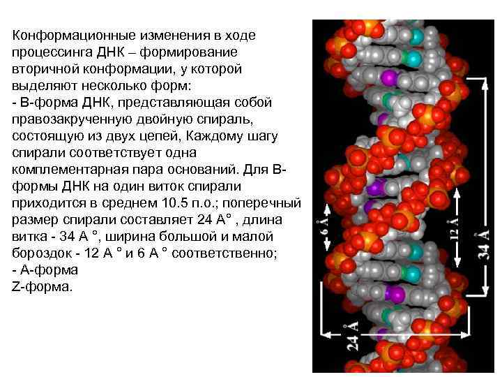 Конформационные изменения в ходе процессинга ДНК – формирование вторичной конформации, у которой выделяют несколько
