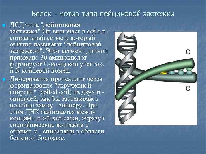 Белок - мотив типа лейциновой застежки n n ДСД типа 