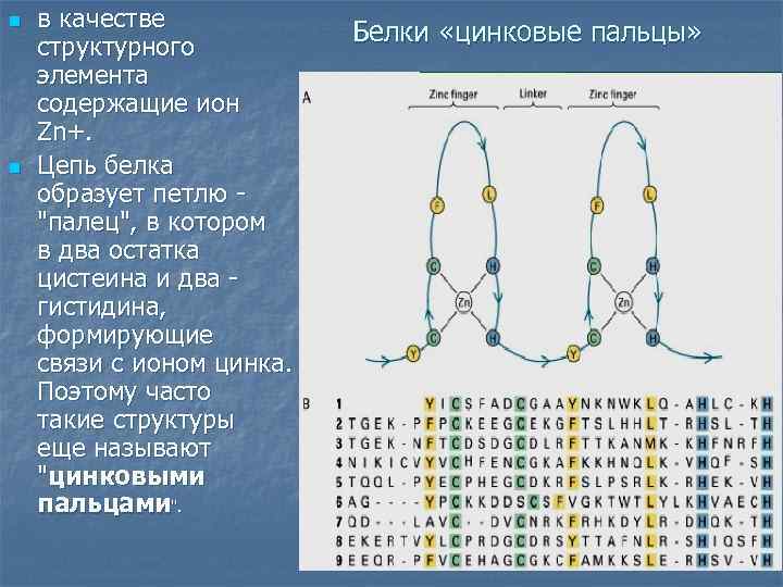 n n в качестве структурного элемента содержащие ион Zn+. Цепь белка образует петлю -