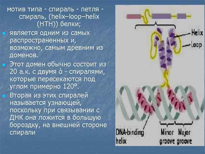 мотив типа - спираль - петля - спираль, (helix–loop–helix (HTH)) белки; n является одним