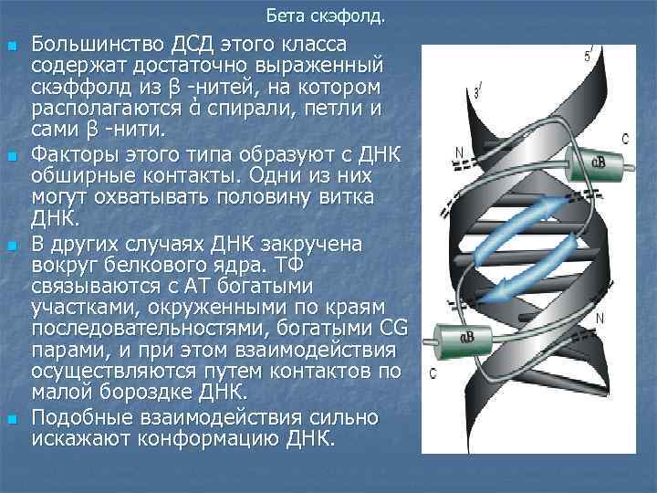 Бета скэфолд. n n Большинство ДСД этого класса содержат достаточно выраженный скэффолд из β