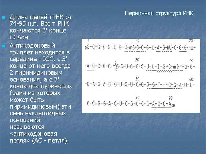 n n Длина цепей т. РНК от 74 -95 н. п. Все т РНК