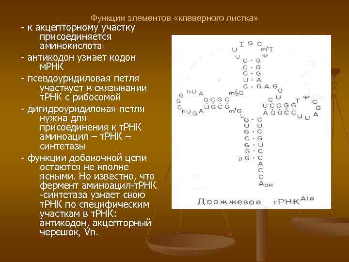 Установите последовательность присоединение аминокислоты к трнк