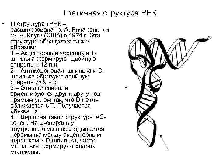 Осколок третичной эпохи джек лондон. Третичная структура РНК. Структура РНК первичная вторичная третичная четвертичная. Третичная структура информационной РНК. Третичная структура транспортной РНК.