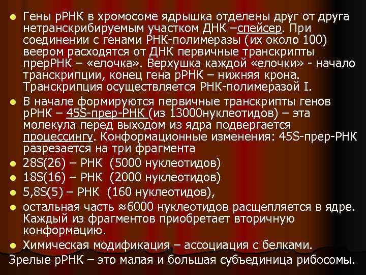 Гены р. РНК в хромосоме ядрышка отделены друг от друга нетранскрибируемым участком ДНК –спейсер.